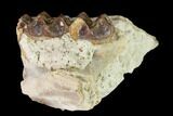 Oreodont (Merycoidodon) Jaw Section - South Dakota #146170-2